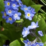 Forget-me-not